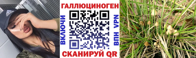 Галлюциногенные грибы GOLDEN TEACHER закладки Рудня